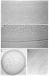 [PDF] Plasma membrane localization of the Toll protein in the syncytial Drosophila embryo: importance of transmembrane signaling... 
