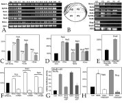 [PDF] An NF-κB and Slug Regulatory Loop Active in Early Vertebrate Mesoderm | Semantic Scholar