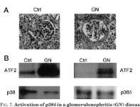 [PDF] Characterization of the Structure and Function of the Fourth Member of p38 Group Mitogen-activated Protein Kinases, p38δ... 