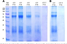 Honey melanoidins: Analysis of the compositions of the high molecular weight melanoidins exhibiting radical-scavenging activity.... 