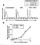(IL-12R) Expression and Accumulation of IL-12Rβ1 and IL-12Rβ2 mRNAs in CD4+ T Cells by Costimulation with B7-2 Molecules... 