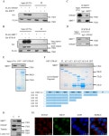 [PDF] SIRT7 Deacetylates STRAP to Regulate p53 Activity and Stability | Semantic Scholar
