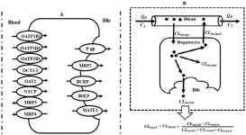 [PDF] Imbalance of Drug Transporter-CYP450s Interplay by Diabetes and Its Clinical Significance | Semantic Scholar