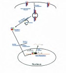 [PDF] Transforming growth factor beta regulates cell cycle and growth via Akt | Semantic Scholar