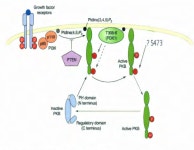 [PDF] Transforming growth factor beta regulates cell cycle and growth via Akt | Semantic Scholar