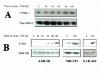 [PDF] Transforming growth factor beta regulates cell cycle and growth via Akt | Semantic Scholar