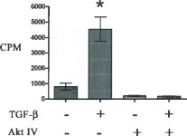 [PDF] Transforming growth factor beta regulates cell cycle and growth via Akt | Semantic Scholar