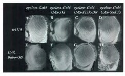 [PDF] Transforming growth factor beta regulates cell cycle and growth via Akt | Semantic Scholar