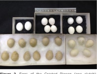 [PDF] The only known egg of the Night Parrot? A molecular and morphometric assessment of an alleged egg from the Tanami Desert... 