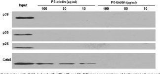 The inhibition of Cdk5 activity after hypoxia/ischemia injury reduces infarct size and promotes functional recovery in neonatal... 
