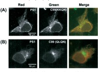 [PDF] Retention of the Alzheimers Amyloid Precursor Fragment C99 in the Endoplasmic Reticulum Prevents Formation of Amyloid β... 