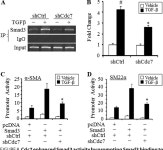 [PDF] Cell Division Cycle 7 Is a Novel Regulator of Transforming Growth Factor-β-induced Smooth Muscle Cell Differentiation... 