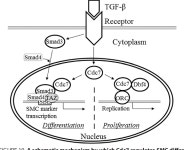 [PDF] Cell Division Cycle 7 Is a Novel Regulator of Transforming Growth Factor-β-induced Smooth Muscle Cell Differentiation... 