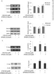 17&bgr;‐estradiol suppresses carboxylesterases by activating c‐Jun/AP‐1 pathway in primary human and mouse hepatocytes... 