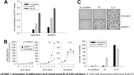 [PDF] Studies on signaling pathways induced by FLT3, an important oncogene in AML | Semantic Scholar