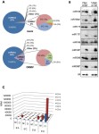 [PDF] Specific Impact of Tobamovirus Infection on the Arabidopsis Small RNA Profile | Semantic Scholar