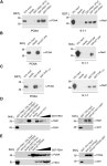 Crystal structure of the rad9-rad1-hus1 DNA damage checkpoint complex--implications for clamp loading and regulation. | Semantic... 