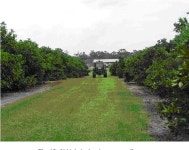[PDF] Development of machine vision and laser radar based autonomous vehicle guidance systems for citrus grove navigation... 