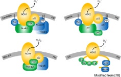[PDF] The NOX toolbox: validating the role of NADPH oxidases in physiology and disease | Semantic Scholar