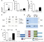 [PDF] T Cell Factor 1 Represses CD8+ Effector T Cell Formation and Function | Semantic Scholar