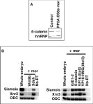 [PDF] PP2A:B56ϵ is required for Wnt/β-catenin signaling during embryonic development | Semantic Scholar