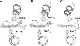 Correlation between hemichrome stability and the root effect in tetrameric hemoglobins. | Semantic Scholar