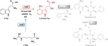 Cell-free expression of NO synthase and P450 enzyme for the biosynthesis of an unnatural amino acid L-4-nitrotryptophan... 