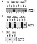 [PDF] ErbB-1 and ErbB-2 Acquire Distinct Signaling Properties Dependent upon Their Dimerization Partner | Semantic Scholar
