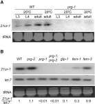 A C. elegans Piwi, PRG-1, Regulates 21U-RNAs during Spermatogenesis | Semantic Scholar