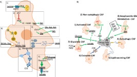 [PDF] Fibroblasts as Modulators of Local and Systemic Cancer Metabolism | Semantic Scholar