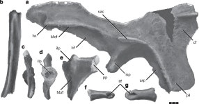 [PDF] Neovenatorid theropods are apex predators in the Late Cretaceous of North America. | Semantic Scholar