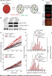 [PDF] 53BP1 promotes non-homologous end joining of telomeres by increasing chromatin mobility | Semantic Scholar
