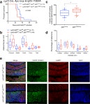 [PDF] Maternal transmission of an Igf2r domain 11: IGF2 binding mutant allele (Igf2rI1565A) results in partial lethality... 