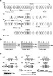 [PDF] Maternal transmission of an Igf2r domain 11: IGF2 binding mutant allele (Igf2rI1565A) results in partial lethality... 