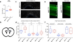 [PDF] Maternal transmission of an Igf2r domain 11: IGF2 binding mutant allele (Igf2rI1565A) results in partial lethality... 