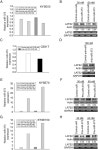 MicroRNA-373 (miR-373) post-transcriptionally regulates large tumor suppressor, homolog 2 (LATS2) and stimulates proliferation in... 