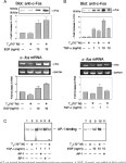 growth factor-alpha are mediated by 3,5-cyclic adenosine 5-monophosphate-dependent protein kinase II. | Semantic Scholar