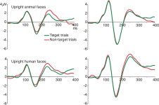 [PDF] Animal and human faces in natural scenes: How specific to human faces is the N170 ERP component? | Semantic Scholar