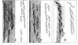 Lycopsid–arthropod associations and odonatopteran oviposition on Triassic herbaceous Isoetites | Semantic Scholar