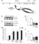 [PDF] Enhancing the apoptotic potential of insulin-like growth factor-binding protein-3 in prostate cancer by modulation of CK2... 