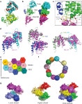 [PDF] Helical assembly in the MyD88:IRAK4:IRAK2 complex in TLR/IL-1R signaling | Semantic Scholar
