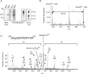 [PDF] Phosphorylation of Argonaute 2 at serine-387 facilitates its localization to processing bodies. | Semantic Scholar