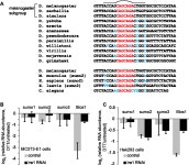 [PDF] Regulation of Sumo mRNA during Endoplasmic Reticulum Stress | Semantic Scholar