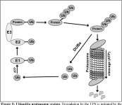 The Triangle of Death in Alzheimers Disease Brain: The Aberrant Cross-Talk Among Energy Metabolism, Mammalian Target of... 
