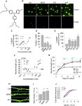 A small molecule TrkB/TrkC neurotrophin receptor co-activator with distinctive effects on neuronal survival and process outgrowth... 