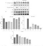 [PDF] Anti-Inflammatory Effect of Rhapontici Radix Ethanol Extract via Inhibition of NF-κB and MAPK and Induction of HO-1 in... 