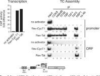 [PDF] HIV-1 Tat Stimulates Transcription Complex Assembly through Recruitment of TBP in the Absence of TAFs | Semantic Scholar