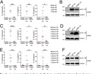 [PDF] Human caspase-4 mediates noncanonical inflammasome activation against gram-negative bacterial pathogens | Semantic Scholar