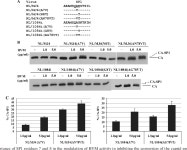 [PDF] A Single Polymorphism in HIV-1 Subtype C SP1 Is... Resistance to the Maturation Inhibitor Bevirimat (cid:1) | Semantic Scholar