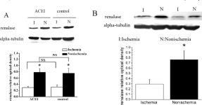 [PDF] Renalase Deficiency in Heart Failure Model of Rats—A Potential Mechanism Underlying Circulating Norepinephrine... 